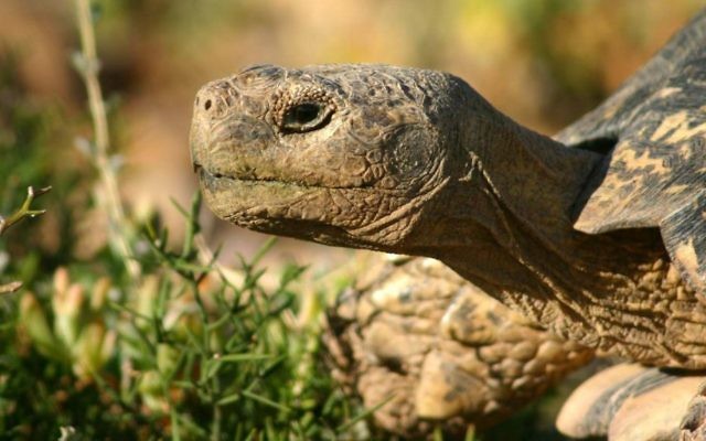 Une tortue léopard adulte mâle (Crédit : Wikipedia / Charles de Sharp / CC BY 3.0)