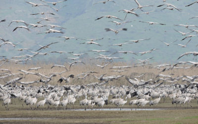Des milliers de grues prennent leur envol dans la vallée Hula en Israël, en février 2016. (Crédit : Ben Sales/JTA)