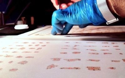 Des fragments des Rouleaux de la mer Morte  (Crédit : Shai Halevi / Autorisation du Israel Antiquities Authority)