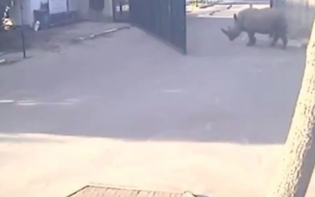 Un rhinocéros sortant du zoo de Ramat Gan, le 6 mars 2016. (Crédit : capture d'écran Twitter/Guy Cotev) Un rhinocéros sortant du zoo de Ramat Gan, le 6 mars 2016. (Crédit : capture d'écran Twitter/Guy Cotev)