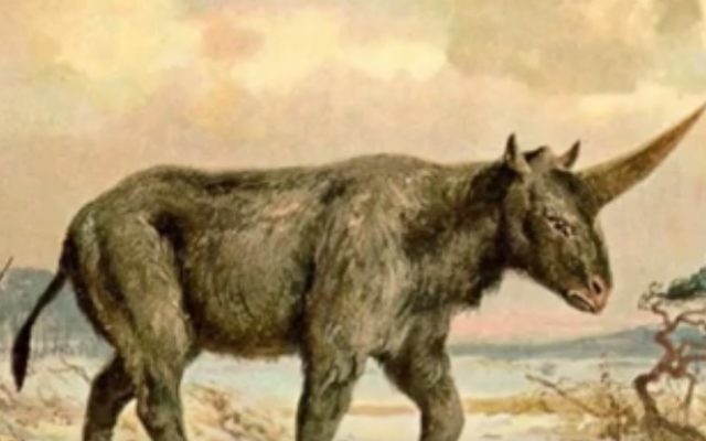 Illustration d'un animal éteint depuis longtemps connu sous le nom de la licorne Sibérie, ou l'sibiricum Elasmotherium (Crédit : Capture d'écran YouTube) Illustration d'un animal éteint depuis longtemps connu sous le nom de la licorne Sibérie, ou l'sibiricum Elasmotherium (Crédit : Capture d'écran YouTube)