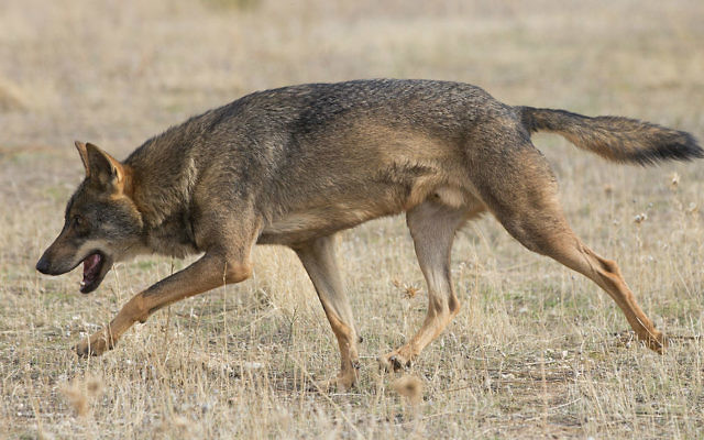 Un loup gris. Illustration. (Crédit : Carlos Delgado/Wikimedia Commons) Un loup gris. Illustration. (Crédit : Carlos Delgado/Wikimedia Commons)