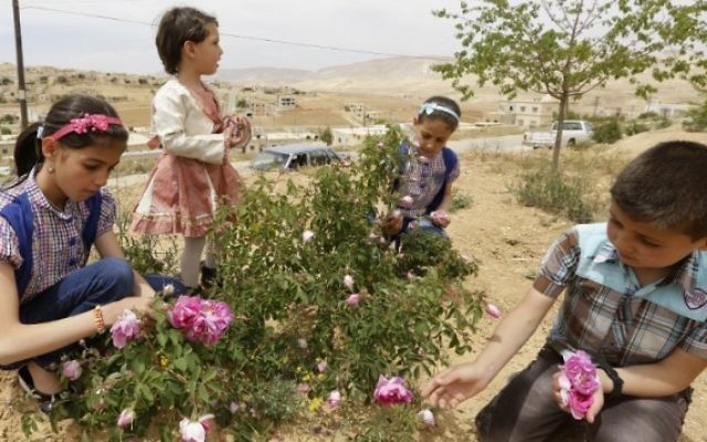 Des enfants syriens cueillent des roses de Damas (Rosa Damascena), dans le village de Marah, au nord de Damas, la capitale, le 11 mai 2016. (Crédit : AFP PHOTO / LOUAI BESHARA)