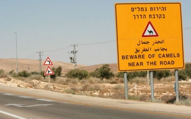 Panneau avertissant les conducteurs de la présence de chameaux sur une autoroute du Néguev, le 26 août 2007. (Crédit : Rebecca Zeffert/Flash90) Panneau avertissant les conducteurs de la présence de chameaux sur une autoroute du Néguev, le 26 août 2007. (Crédit : Rebecca Zeffert/Flash90)