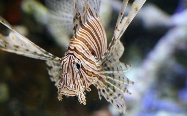 La rascasse volante, espèce très invasive, dans un aquarium de Long Beach, en Californie. (Crédit : DMSamson/Flickr/CC BY-2.0) La rascasse volante, espèce très invasive, dans un aquarium de Long Beach, en Californie. (Crédit : DMSamson/Flickr/CC BY-2.0)