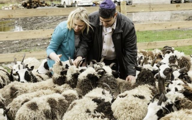 Gil et Jenna Lewinsky nourrissent leurs moutons dans leur ferme d'Abbotsford, Vancouver, au Canada, en 2016. (Crédit : Mustard Seed Imaging)