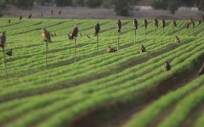 Un champ irrigué en goutte-à-goutte dans le sud d'Israël. (Crédit : Kobi Gideon/Flash90)