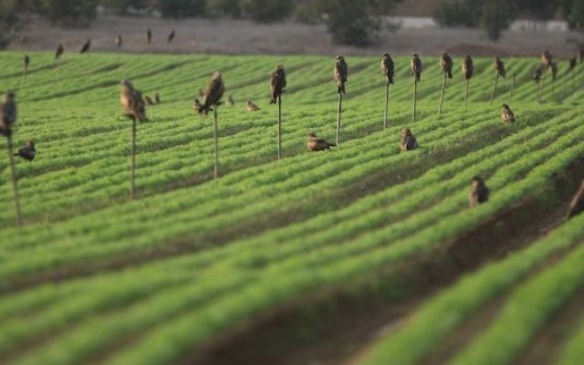 Un champ irrigué en goutte-à-goutte dans le sud d'Israël. (Crédit : Kobi Gideon/Flash90)