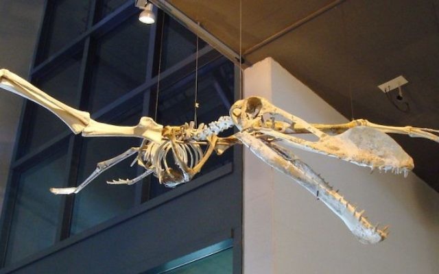 Le dinosaure Coloborhynchus spielbergi, nommé d'après Steven Spielberg. (Crédit : Wikimedia Commons via JTA)