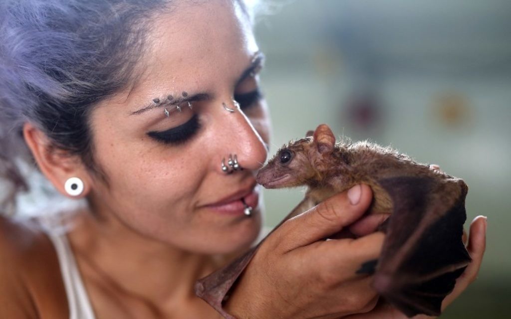 L'activiste animalière Nora Lifschitz tient une chauve-souris blessée dans son nouveau refuge pour chauves-souris au centre d'Israël, dans la vallée d'Elah, le 22 juin 2016 (Crédit : AFP/Menahem Kahana)