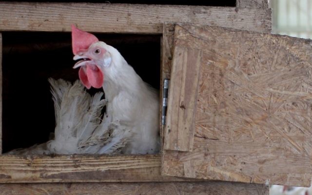 Un poulet dans un poulailler dans une ferme biologique de Givat Olam, près de l'implantation d'Itamar, en Cisjordanie, le 9 avril 2012 (Crédit : Nati Shohat/FLASH90) Un poulet dans un poulailler dans une ferme biologique de Givat Olam, près de l'implantation d'Itamar, en Cisjordanie, le 9 avril 2012 (Crédit : Nati Shohat/FLASH90)