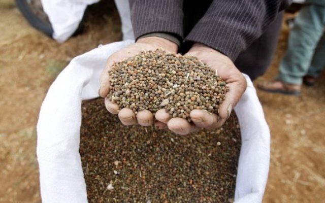 Des Palestiniens cultivent de l'orge et du blé dans un champ près de Hébron, en Cisjordanie, le 6 mai 2016. (crédit : Wisam Hashlamoun/Flash90) Des Palestiniens cultivent de l'orge et du blé dans un champ près de Hébron, en Cisjordanie, le 6 mai 2016. (crédit : Wisam Hashlamoun/Flash90)