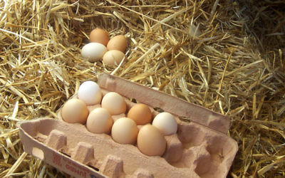 Des œufs. Illustration. (Crédit : Wikimedia commons CC BY SA 3.0)