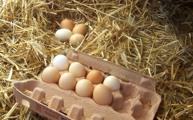 Des œufs. Illustration. (Crédit : Wikimedia commons CC BY SA 3.0)