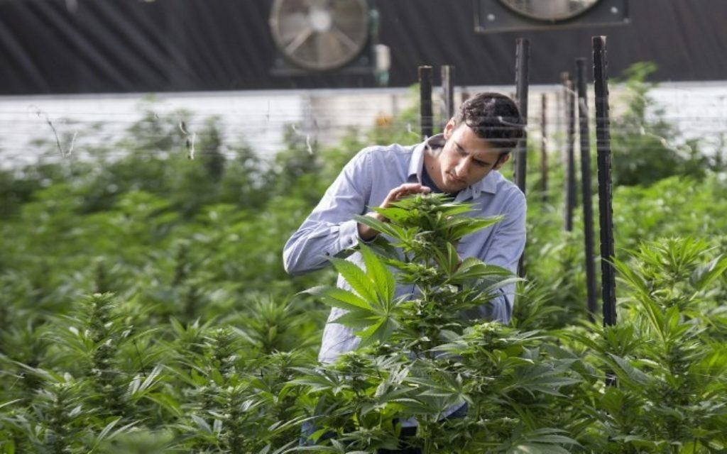 Un ingénieur agronome israélien inspecte les plants de marijuana à la BOL (Breath Of Life) Pharma dans la deuxième plus grande plantation de cannabis médical du pays, près de Kfar Pines dans le nord d'Israël, le 9 mars 2016 (Crédit : Jack Guez/AFP) Un ingénieur agronome israélien inspecte les plants de marijuana à la BOL (Breath Of Life) Pharma dans la deuxième plus grande plantation de cannabis médical du pays, près de Kfar Pines dans le nord d'Israël, le 9 mars 2016 (Crédit : Jack Guez/AFP)