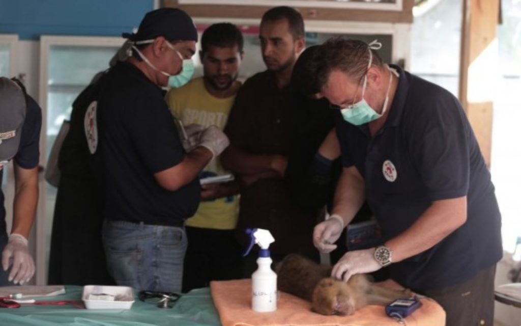 Le dernier tigre de Gaza, nommé Laziz, qui a été évacué d'un zoo à Khan Younis dans le sud de la bande de Gaza est porté par les membres de l'ONG "Four Paws" et les vétérinaires de l'Université hébraïque à Beit Dagan, près de Tel Aviv, le 24 août 2016, avant d'être transporté en Afrique du Sud. (Crédit : AFP / MENAHEM KAHANA)