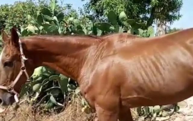 Le cheval Ohio , qui a été amené de Gaza en Israël dans une opération spéciale en août 2016 (Crédit photo: Ministère de l'Agriculture)