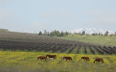 Vignes sur le plateau du Golan (Crédit : autorisation)