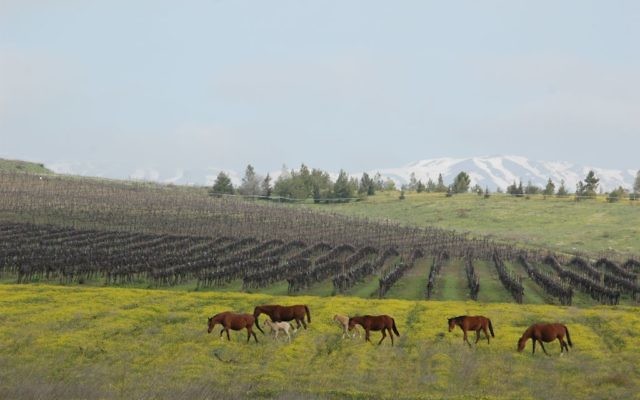 Vignes sur le plateau du Golan (Crédit : autorisation)