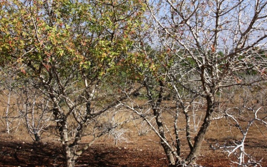 La "zone d'acclimatation" de la forêt Komemiyut, développé pour faire face à la faible quantité de précipitations de la région (Crédit : Shmuel Bar-Am)