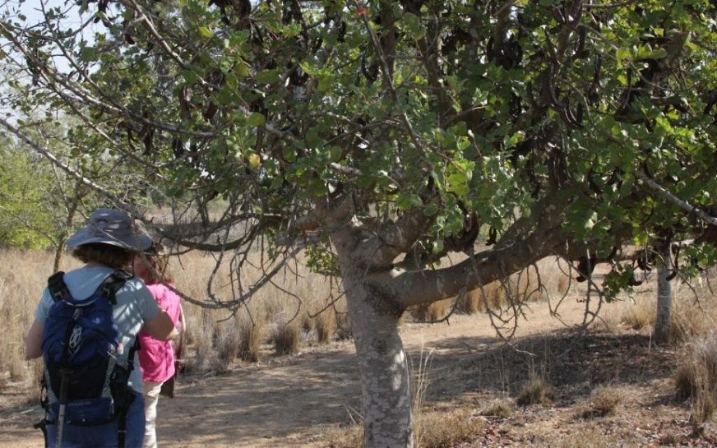 Jean-Baptiste s'est peut-être lui-même nourri avec les graines d'arbres de caroubiers quand il vivait dans les déserts de Judée (Crédit : Shmuel Bar-Am)