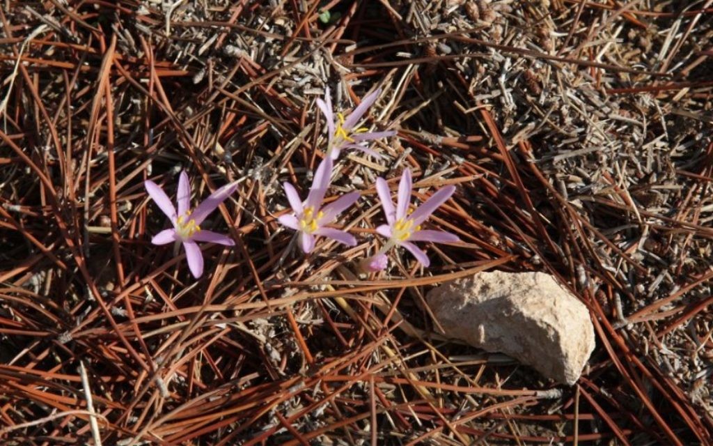 Des Crocus qui parsèment la Forêt de Komemiyut (Crédit : Shmuel Bar-Am)