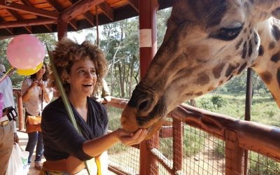 Juste après que Betty la Girafe a mangé mon loulav, j'étais choquée pendant qu'elle finissait le reste des bonbons pour girafe au Centre des girafes de Nairobi, au Kenya, le 16 octobre 2016. (Crédit : Gail DeGeorge/Global Sisters Report)