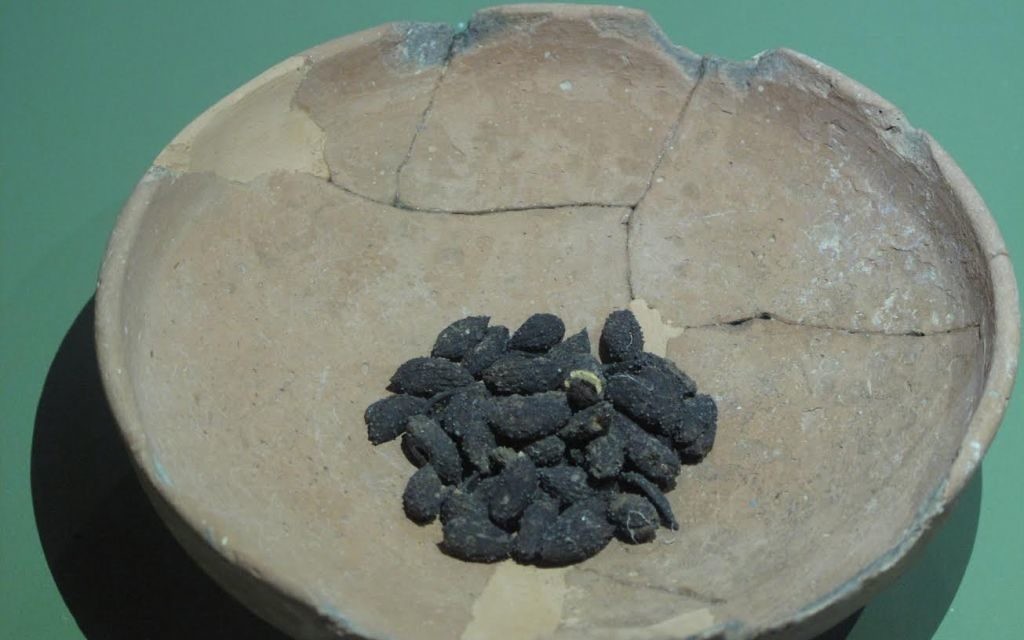 Des noyaux d'olives carbonisées de Khirbet Qeiyafa exposés au Bible Lands Museum, en septembre 2016 (Crédit : Lands Oded Antman / Bible Museum)