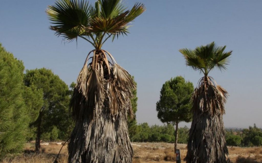 Des palmiers exotiques qui bordent le chemin de la carrière dans la forêt (Crédit : Shmuel Bar-Am)