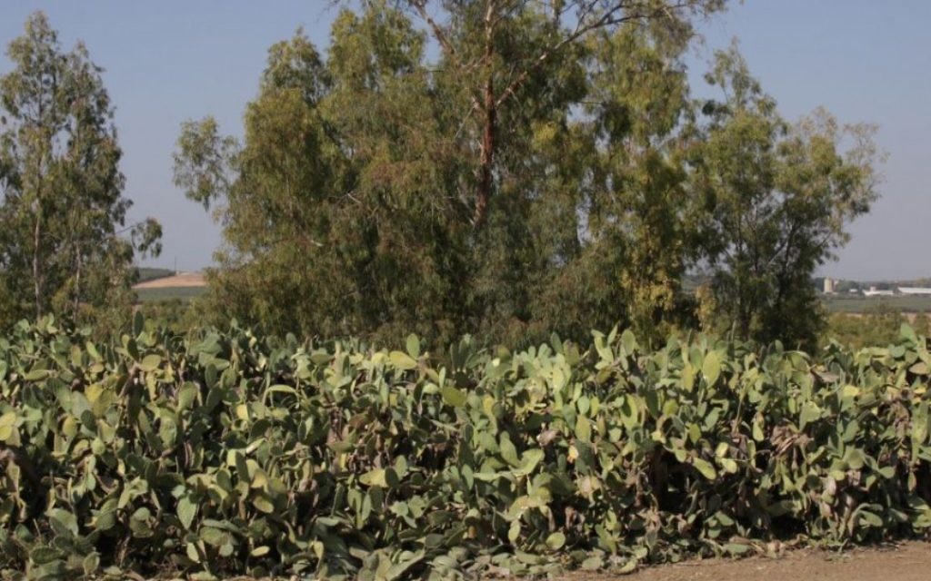 Les figues de Barbarie, ou sabras, fleurissent dans la région en été (Crédit : Shmuel Bar-Am)