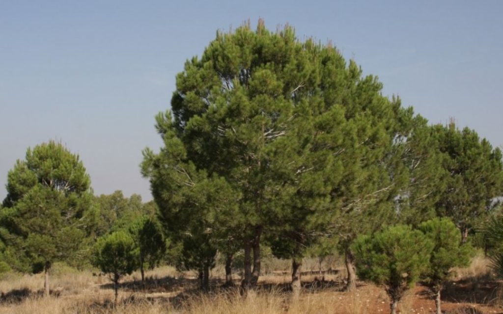 Les pins parasol sont originaires de la Méditerranée orientale et sont répandus dans toute l'Afrique du Nord (Crédit : Shmuel Bar-Am)