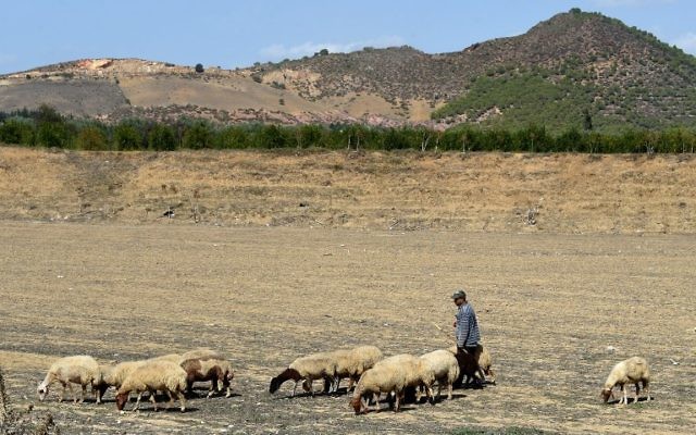 Un berger avec sou troupeau devant les champs de grenades de Testour, en Tunisie, le 15 octobre 2016. (Crédit : AFP/Fethi Belaid) Un berger avec sou troupeau devant les champs de grenades de Testour, en Tunisie, le 15 octobre 2016. (Crédit : AFP/Fethi Belaid)