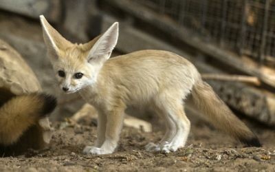 Un fennec (Vulpes zerda) âgé de sept semaines au zoo de Ramat Gan, près de Tel Aviv, le 6 novembre 2016. (Crédit : AFP/Jack Guez)