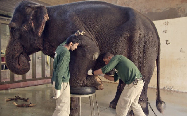 S'occuper des éléphants et d'autres actes de coexistence dans « Holy Zoo », le documentaire présenté au Festival du film juif de Jérusalem, du 24 au 29 décembre 2016 (Crédit : Autorisation Ammar Shachar) S'occuper des éléphants et d'autres actes de coexistence dans « Holy Zoo », le documentaire présenté au Festival du film juif de Jérusalem, du 24 au 29 décembre 2016 (Crédit : Autorisation Ammar Shachar)