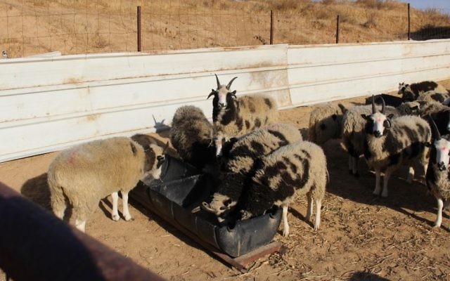 Les moutons de Jacob en quarantaine dans le sud d'Israël le 5 décembre 2016 (Crédit : Autorisation des Amis des moutons de Jacob) Les moutons de Jacob en quarantaine dans le sud d'Israël le 5 décembre 2016 (Crédit : Autorisation des Amis des moutons de Jacob)