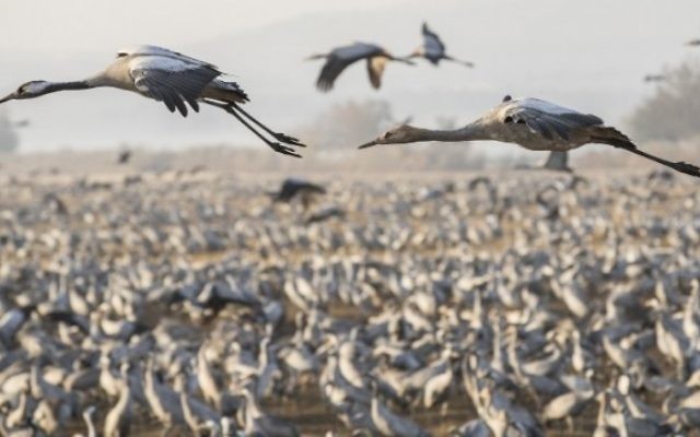 Des grues cendrées affluent au lac Agamon dans la vallée de le Houla au nord d'Israël, le 7 décembre 2016 (Crédit : AFP/Jack GUez) Des grues cendrées affluent au lac Agamon dans la vallée de le Houla au nord d'Israël, le 7 décembre 2016 (Crédit : AFP/Jack GUez)