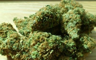 Illustration de cannabis (Crédit : Autorisation)