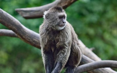 Conner, le singe musqué qui s'est enfui du zoo de Ramat Gan, le 16 janvier 2017. (Tibor Jager/Ramat Gan Safari)