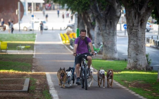Un homme à Tel Aviv fait du vélo en compagnie de ses chiens le 18 juin 2015 (Crédit :Miriam Alster/FLASH90)