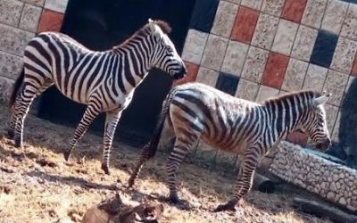 Deux des quatre zèbres transférés du zoo de Ramat Gan à celui de Qalqilya, le 31 janvier 2017. (Crédit : COGAT)