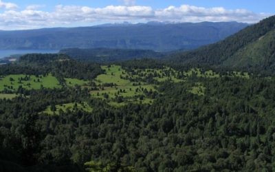 Vue du Puyehue National Park au sud du Chili (Crédit : CC BY 2.0, Christian Cordova, Wikimedia Commons)