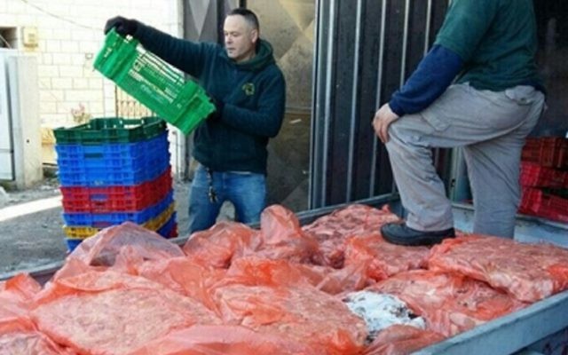 De la viande non surveillée saisie par les autorités à Kafr Kanna, le 2 février 2017 (Crédit : police israélienne) De la viande non surveillée saisie par les autorités à Kafr Kanna, le 2 février 2017 (Crédit : police israélienne)