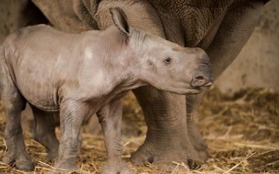 Rami, un bébé rhinocéros blanc né au Ramat Gan Safari en février 2017 (Crédit : Shai Ben Naftali/Ramat Gan Safari)