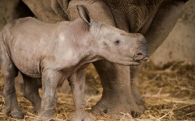 Rami, un bébé rhinocéros blanc né au Ramat Gan Safari en février 2017 (Crédit : Shai Ben Naftali/Ramat Gan Safari)