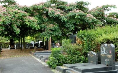 Des tombes juives dans le cimetière parisien (section 88) entourées de mimosas de Constantinople (Crédit : Djampa/https://commons.wikimedia.org/w/index.php?curid=27479820) Des tombes juives dans le cimetière parisien (section 88) entourées de mimosas de Constantinople (Crédit : Djampa/https://commons.wikimedia.org/w/index.php?curid=27479820)
