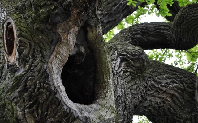 Le chêne Józef, à Wiśniowa, en Pologne, a été désigné arbre européen de l'année 2017 (Crédit : Rafał Godek/TreeoftheYear.org) Le chêne Józef, à Wiśniowa, en Pologne, a été désigné arbre européen de l'année 2017 (Crédit : Rafał Godek/TreeoftheYear.org)