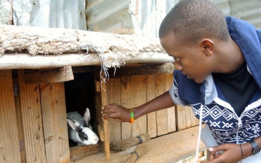 Patrick Rwirahira Rugema, le ministre des Affaires étrangères de l'Agahozo Shalom Youth Village au Rwanda, s'occupe des lapins de la ferme scolaire, le 18 février 2017. (Crédit : Melanie Lidman/Times of Israel)