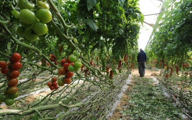 Un agriculteur de Kadesh Barnea, à  l'ouest du Néguev, inspectant ses récoltes de tomates cerises. Illustration.  (Crédit :Gili Yaari/Flash90)