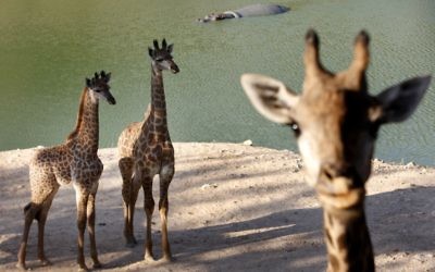 Des girafes au zoo biblique de Jérusalem (Crédit: Miriam Alster/Flash90) Des girafes au zoo biblique de Jérusalem (Crédit: Miriam Alster/Flash90)
