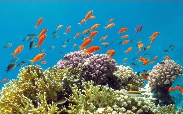 Les poissons tropicaux à la barrière de corail d'Eilat (Crédit : Asaf Zvuloni / Israel Nature and Parks Authority / FLASH90) Les poissons tropicaux à la barrière de corail d'Eilat (Crédit : Asaf Zvuloni / Israel Nature and Parks Authority / FLASH90)